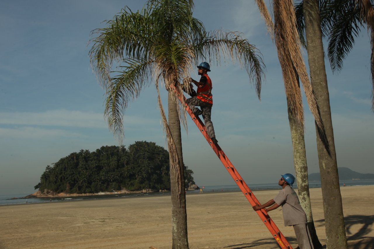 Poda de árvores: serviço estará na orla da praia