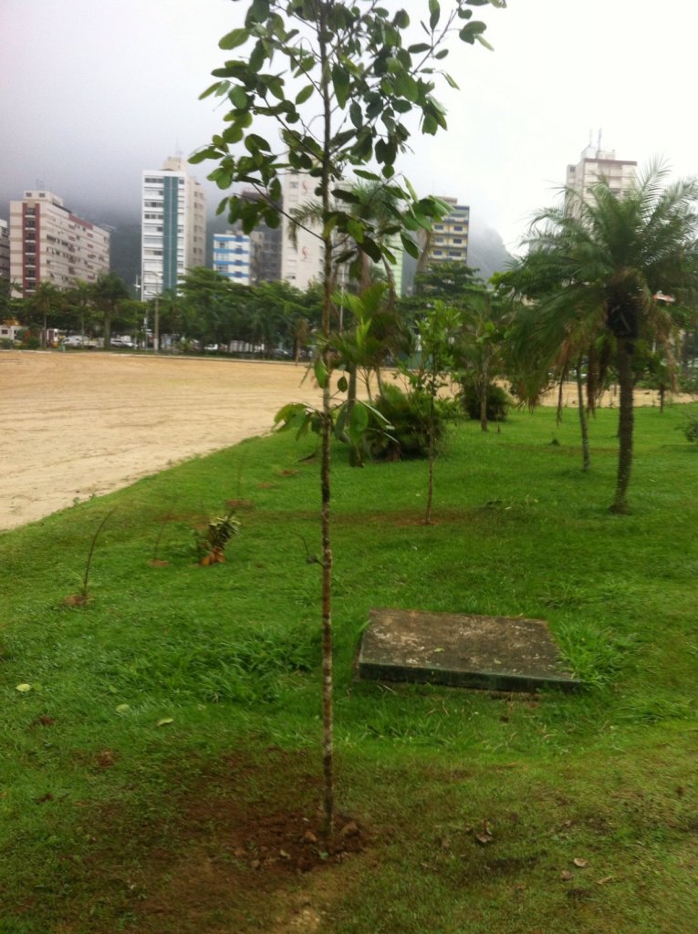 Quarenta mudas de árvores frutíferas serão plantadas no parque do emissário