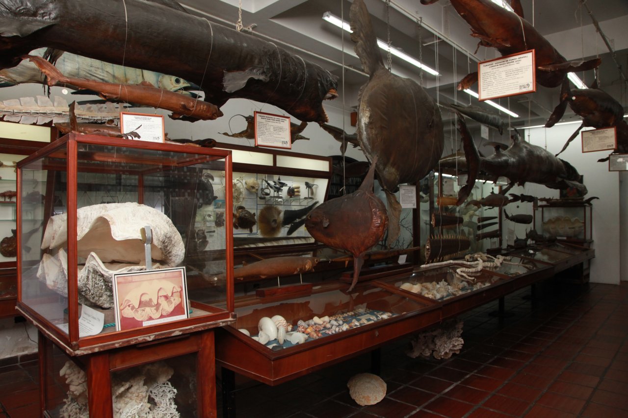 Passeios mostram mistérios do fundo do mar e belezas das culturas cigana e portuguesa