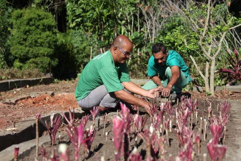 Funcionários da prefeitura plantando