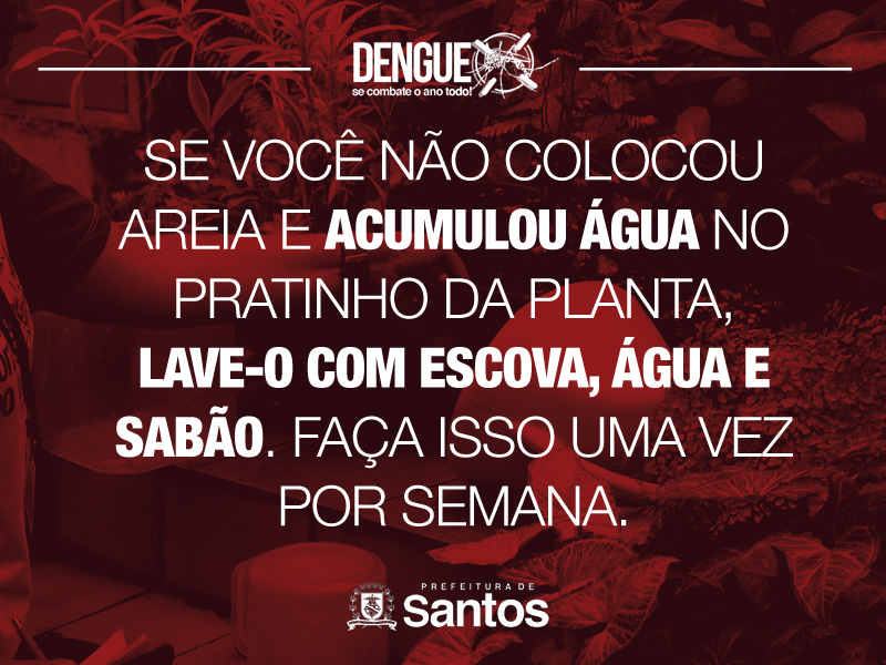 Se você não colocou areia e acumulou água no pratinho da planta, lave-o com escova, água e sabão. Faça isso uma vez por semana.