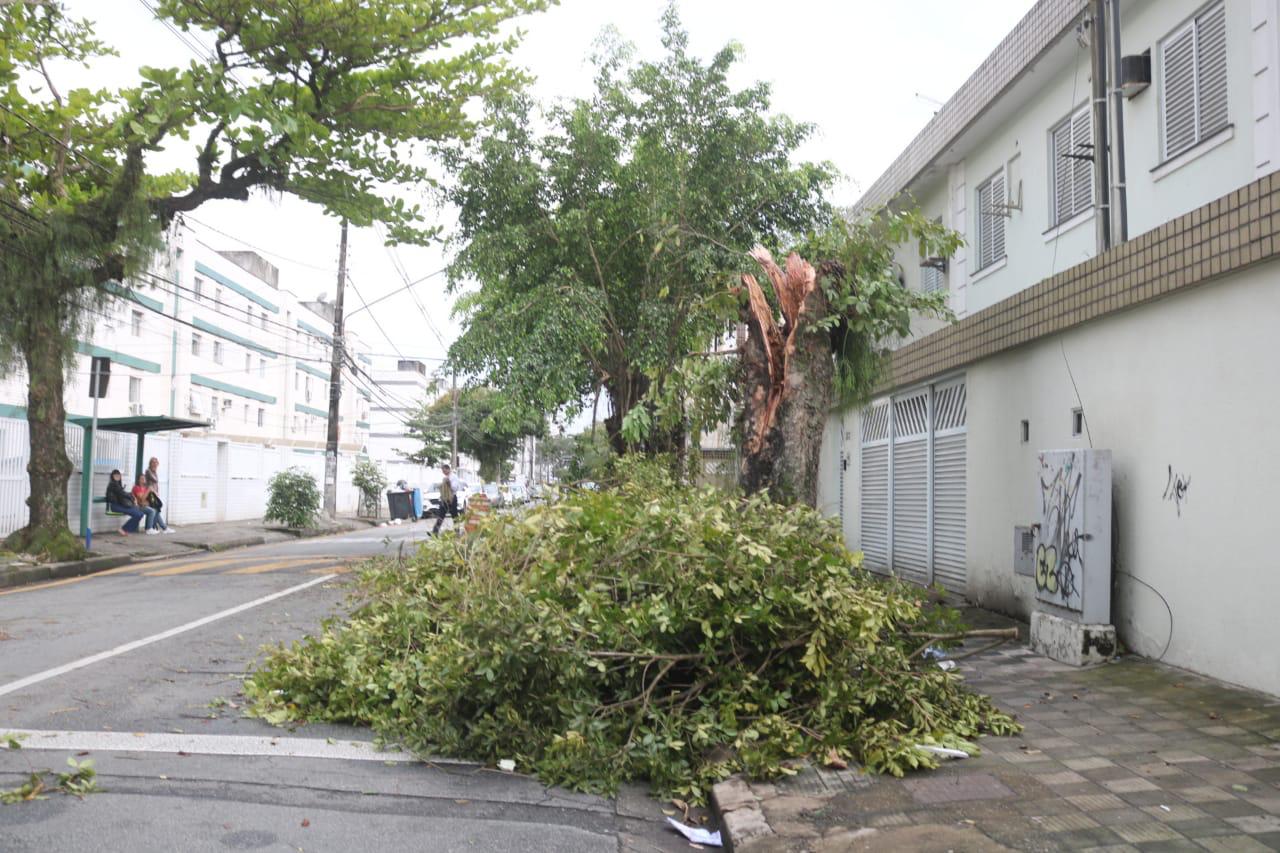 Exemplo de Santos pode inspirar São Paulo contra queda de árvores e apagões