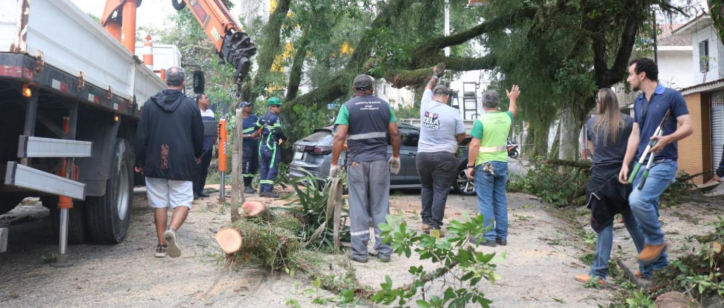 Santos terá programa de podas emergenciais para atender mudanças climáticas