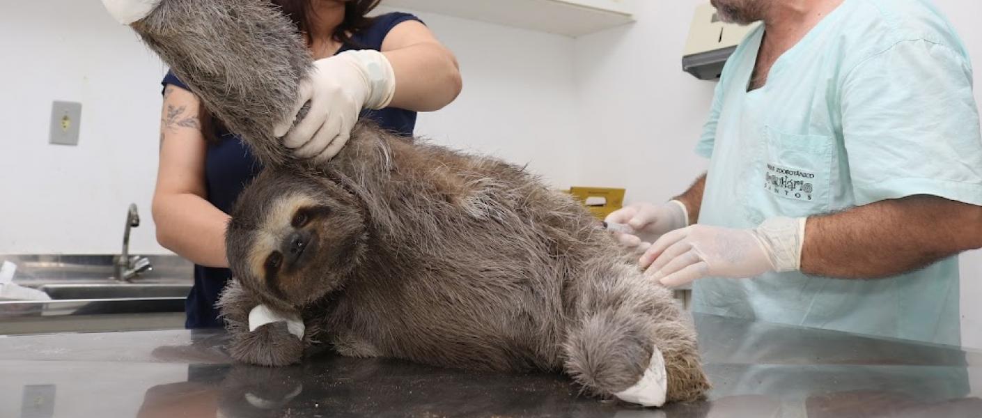 bicho-preguiça sobre uma mesa de hospital. Uma mulher e um homem a atendem. #paratodosverem