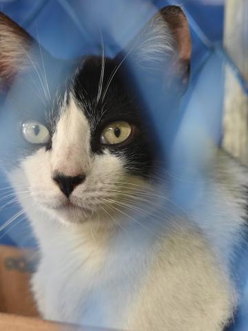 Gato para adoção no Codevida. #Paratodosverem