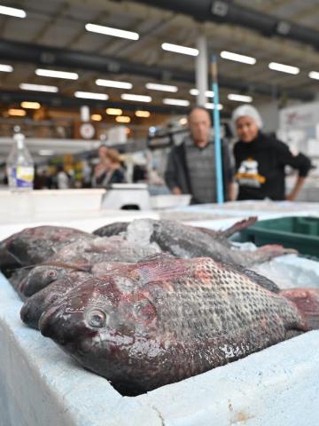 pessoas olhando peixe no mercado #paratodosverem 