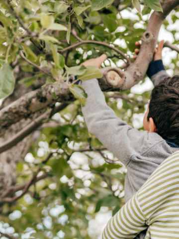 mulher levanta filho para que alcance galho #paratodosverem 