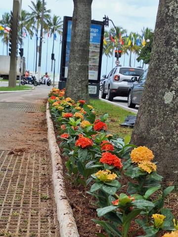 Novas 3,7 mil flores iniciam renovação do paisagismo em Santos