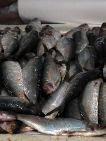 sardinha em box do mercado #paratodosverem 