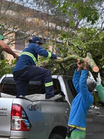 operários retirando árvore e colocando em carro #paratodosverem