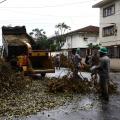 Árvores tombadas em ventania em Santos começam a ser recolhidas  