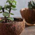 mudas de plantas em suporte de base de coco seco. #paratodosverem