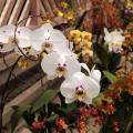 orquídeas em exposição 