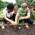 duas mulheres estão enterrando muda de planta em canteiro. #paratodosverem