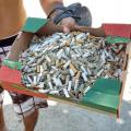 Mutirão recolhe 60 quilos de microlixo da praia