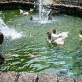Lagoa com patos e outras aves nadando. #Pracegover