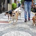 pessoa passeia com cães na rua. #paratodosverem