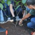 pessoas plantando arvores #paratodosverem