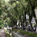 Arborização em Santos: conheça o planejamento, ações e medidas para a qualidade de vida