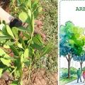 Plantio e workshop sobre arborização marcam Dia da Árvore em Santos