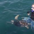 mulher solta tartaruga no mar #paratodosverem