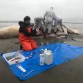 Profissionais mexem em baleia morta na praia. #paratodosverem