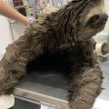 o animal está em uma mesa de hospital veterinário. #paratodosverem