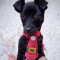 pequeno cão usando gravata posa para foto. #paratodosverem
