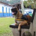 cão está sentado em banco. Ele usa uniforme da guarda. Ao fundo, o barracão do canil. #paratodosverem