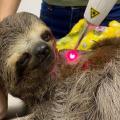 Com carinho especial, bicho-preguiça se recupera no Orquidário de Santos após grave acidente