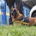 argos está sentado na grama usando uniforme. #paratodosverem