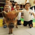 crianças sorriem acariciando porquinha. #paratodosverem