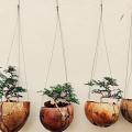 mudas de plantas em casca de coco. #paratodosverem