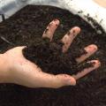 mãos com terra em composteira #paratodosverem