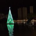 árvore gigante da lagoa da saudade #paratodosverem