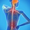 desenho de corpo humano mostrando seu interior, de costas, com a coluna e vértebras. #paratodosverem
