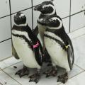 tres pinguins #paratodosverem