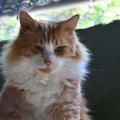close up de gato.#paratodosverem