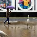 mulher caminha com guarda-chuva e garças estão ao lado na calçada  #paratodosverem
