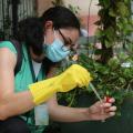 agente agachada colhe mostra de liquido em quintal com plantas #paratodosverem