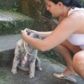 Mulher põe coleira em cachorro. #paratodosverem