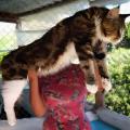 mulher segura gato gigante #pracegover 