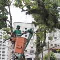 Poda de árvores em Santos segue rigoroso critério para garantir boa convivência entre a natureza e o meio urbano