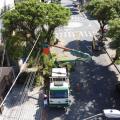 Poda de árvores em Santos segue programação por bairro. Entenda como funciona
