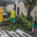 operários atuando para retirar árvore no chão #paratodosverem