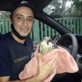 Guarda municipal segura falcão envolvido em uma toalha. Eles estão dentro de um carro. #paratodosverem