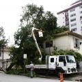 Prefeitura de Santos corta 40 árvores derrubadas por vendaval