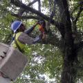 Corte ou poda de árvores deve ter autorização