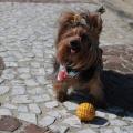 Cachorro no calçadão da praia brincando com bola #paratodosverem