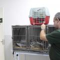 Hospital veterinário em Santos é referência regional no tratamento e reabilitação de animais silvestres